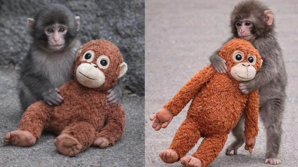 Punch the Monkey Viral Trend